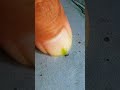 Sharing green syrup with small black ants using the thumb #timelapse #insects #shorts