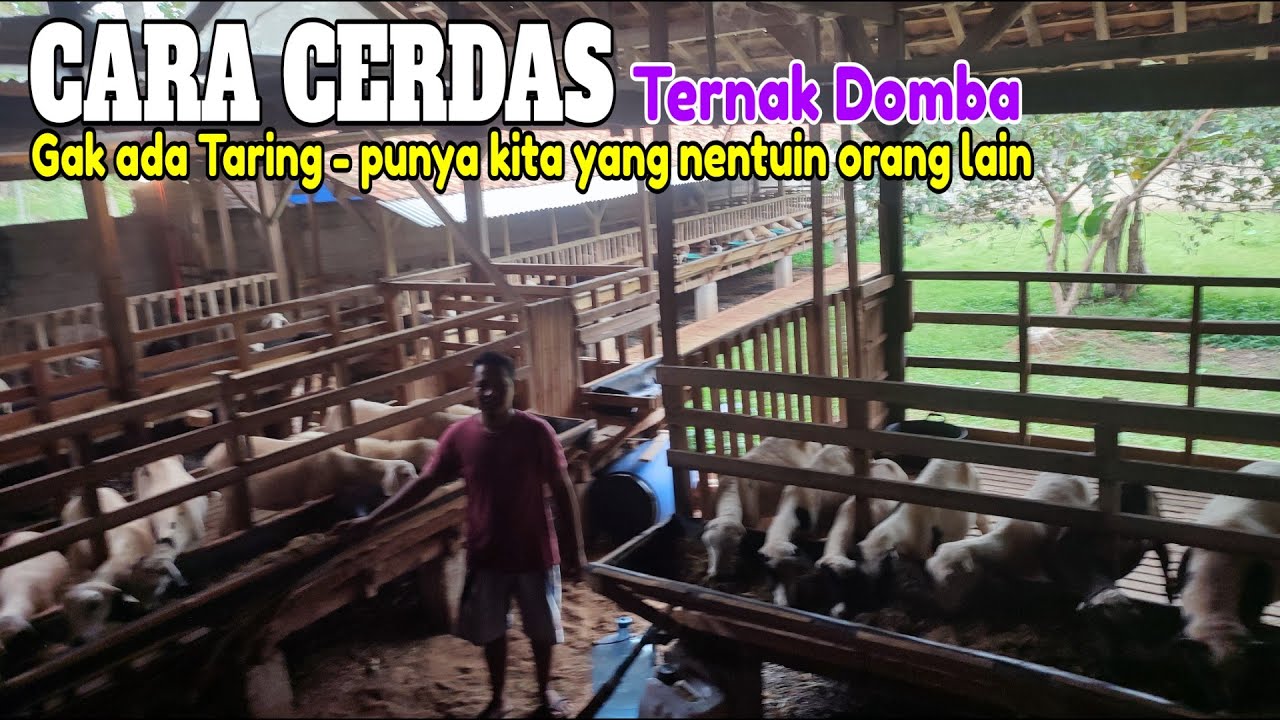 CAK NEON DOMBA; Daripada sakit, kita gak punya taring lebih baik jual online