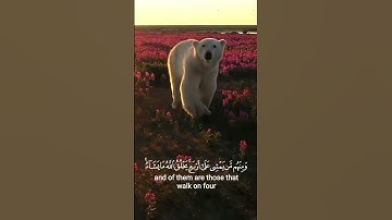 والله خلق كل دابة من ماء 💦 تلاوة طاهر أبو سليمان # قرآن