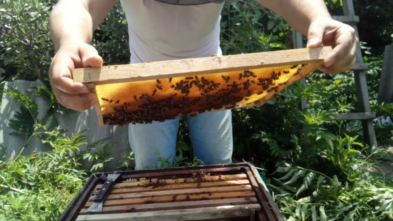 Arılar beçəyə meyllənib