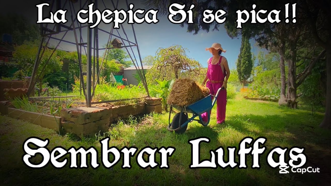 La chepica sí se pica, hoy Luffas!!
