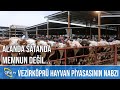 Vezirköprü Hayvan Pazarı - ÇİFTÇİNİN SESİ