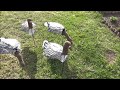 Чучела белолобого гуся  "FLOCK DECOYS"