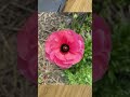 Ranunculus Buttercups Buttercups I Received Bulbs A Mix Of Colors And Shapes We Will Plant 