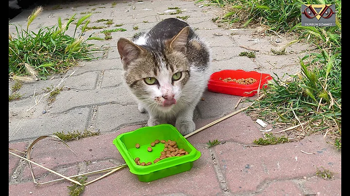 Video 11210071: persian cat, cat meowing, cat kitten, mom cat, kitten food, cute cat food, kitten eating, catfood, catmeow, funny cat, kitty