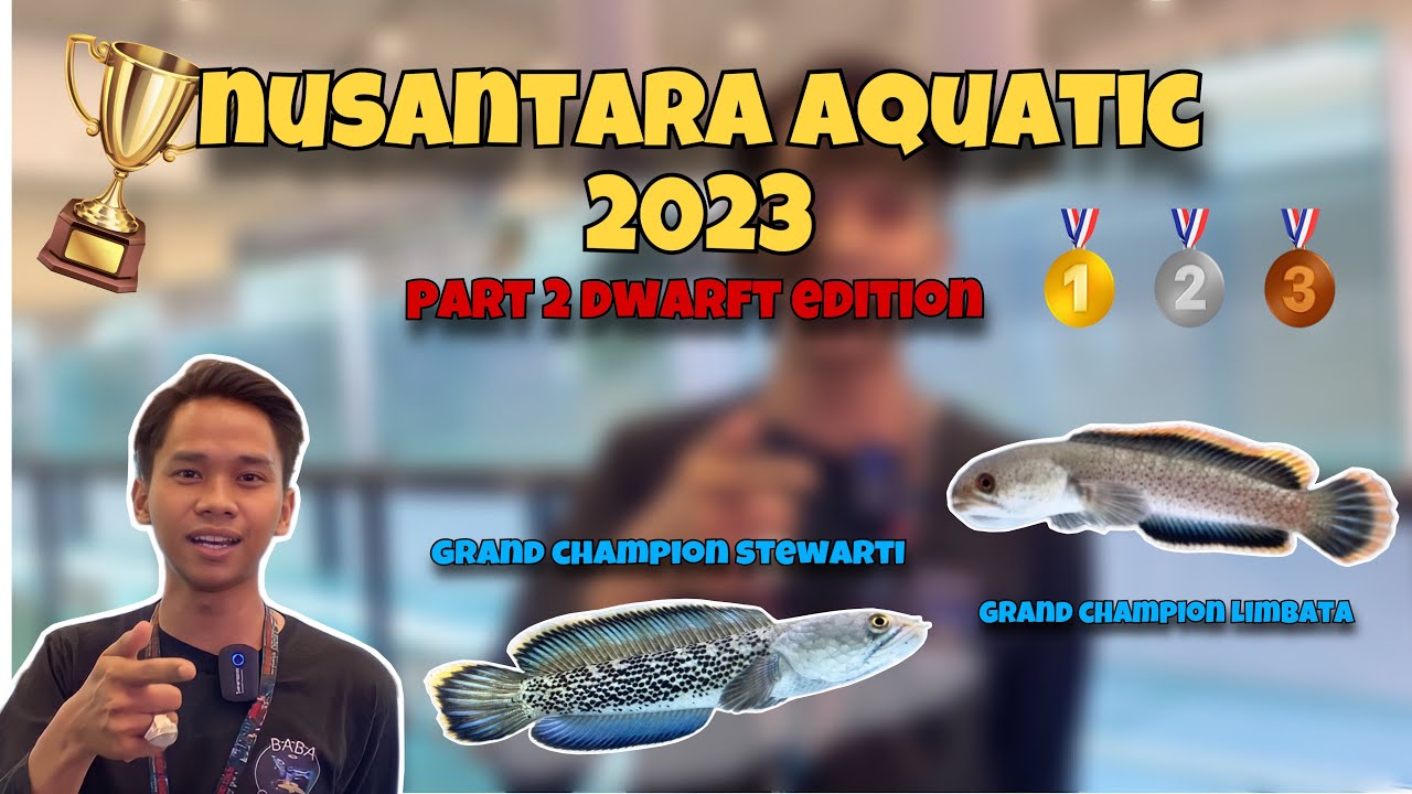 REVIEW JUARA CHANNA NUSANTIC 2023 PART 2‼️ LIMBATA DAN STEWARTI GRAND CHAMPIONNYA ‼️
