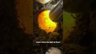 Saving a snapping turtle nest update: THE EGGS ARE ALIVE!