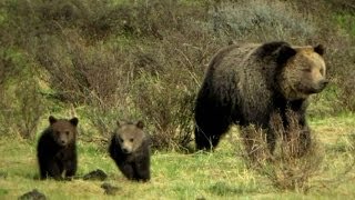 Saving Grizzly Bear Habitat