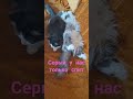 #cat #котспит #пушистики #приколыскотами #кот