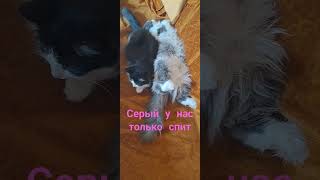 #cat #котспит #пушистики #приколыскотами #кот