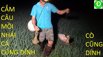 356  Cắm Câu Mồi Nhái Khu Đất Hoang - Dính Đủ Thứ Thật Đã  | Đất Phương Nam