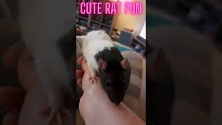 Affectionate and cute pet rat grooms owner #CuteRats #Heartwarming #PetLove #shorts #petrats #pets