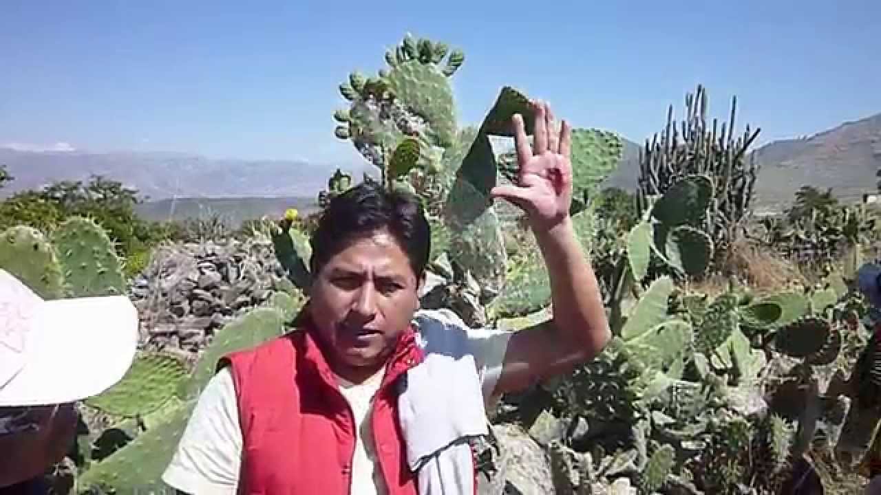 LA TUNA Y LA COCHINILLA