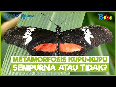 Video: Fakta menarik tentang kupu-kupu untuk anak-anak. Kupu-Kupu Lemon: Fakta Menarik