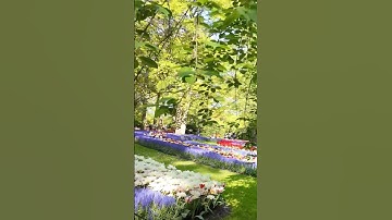 Keukenhof || Wonder Gardens | Walking Among Tulips 4K