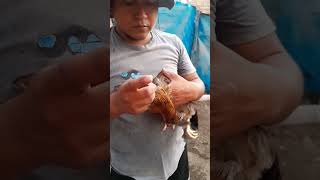 Con esto recupere amis gallinas.. de ronquera, estornudo y mocosidad.