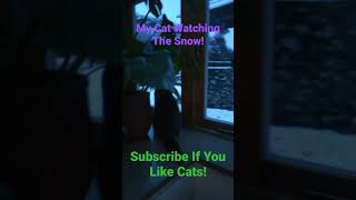 My Cat Watching The Snow! #viral #cat #video #short #shorts