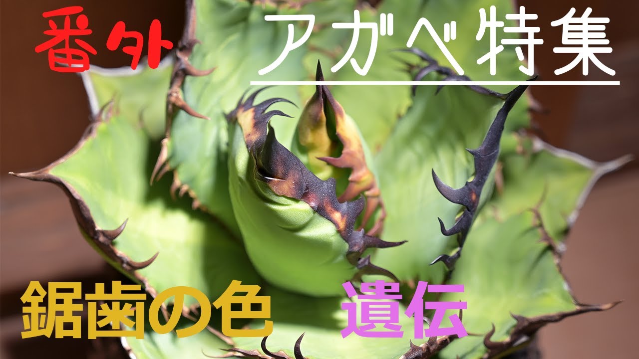 番外 アガベ特集 アガベの「鋸歯の色」と「遺伝」 白鯨・黒火炎・赤猫