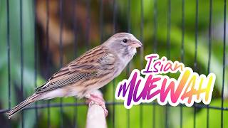 MATERI ISIAN MUEWAH JUARA - MASTERAN KENARI ISIAN BLACKTHROAT GACOR DURASI PANJANG MUDAH DITIRU