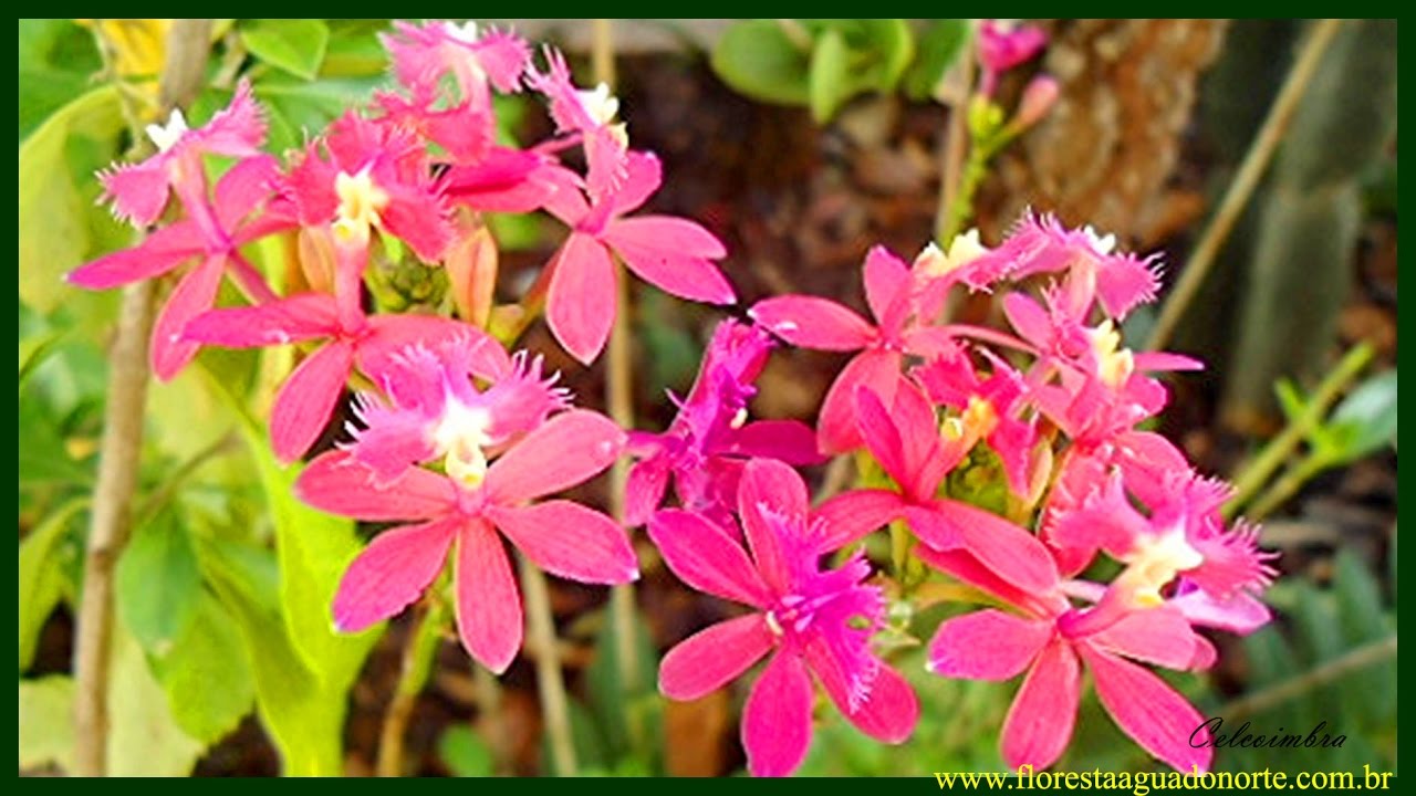 Natureza - Planta de Vaso e Jardim - Orquídea Pequeno Beija Flor -  Epidendrum sp - Celcoimbra - F - thptnganamst.edu.vn