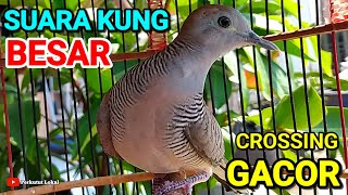 Masteran Burung Perkutut Crossing Gacor Manggung Paling Ampuh Untuk Perkutut Malas Bunyi #perkutut 