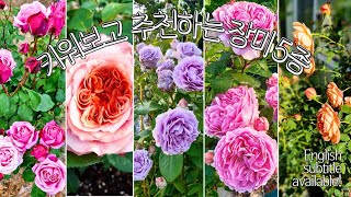 Best 5 Roses Easy to Grow | Things you want to do for the new rose shoots