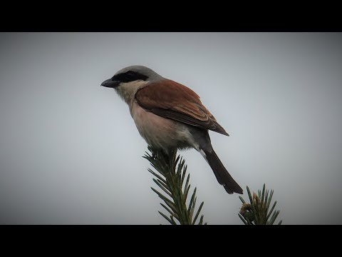 Video: Shrike - ťuhýk obecný. Popis, vlastnosti