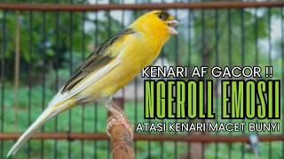 Cukup 5 Menit! Suara Pancingan Kenari Ngerol Panjang Ampuh Atasi Kenari Diam Cepat Gacor & Emosi