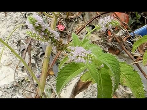 Video: Mentha longifolia yeyə bilərsinizmi?