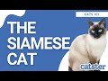 Fascinating Facts About Siamese Cats!