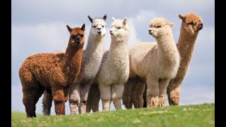 Tejedoras del agua - Cría de alpacas y seguridad hídrica en Perù