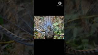 , Can Birds The Mimicry Artist ?