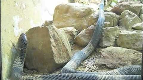 Snake at the London Zoo
