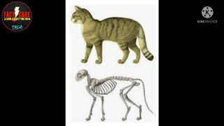 How many bone's found in cat's body || compare to human body