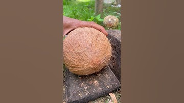 clever skill in removing round coconut