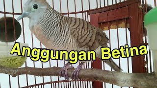 Download lagu Suara Perkutut Betina Manggung, Bagus buat memancing Pejantan mp3