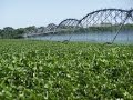 Sistemas de Riego para Agricultura - Pivote - TvAgro por Juan Gonzalo Angel