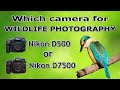 Which Camera For Wildlife Photography | Nikon D500 or Nikon D7500