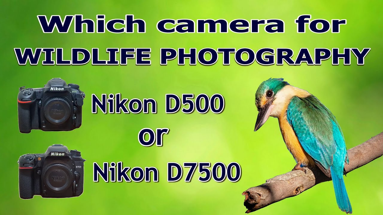 Which Camera For Wildlife Photography