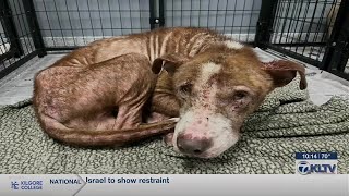 SPCA of East Texas helps 17 dogs recover from abusive situation