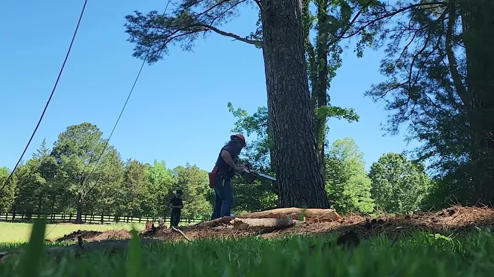 Felling a pine tree that is graveyard dead.