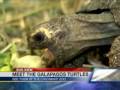 Zoo view galapagos turtles