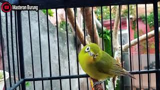 Pleci Lombok Kecial Kuning Gacor Untuk Pancingan Macet Bunyi