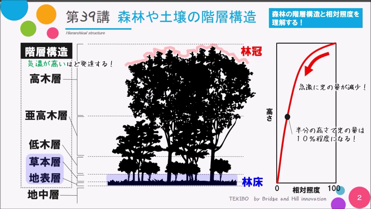 高校講座 生物基礎 第39講 森林や土壌の階層構造 Youtube