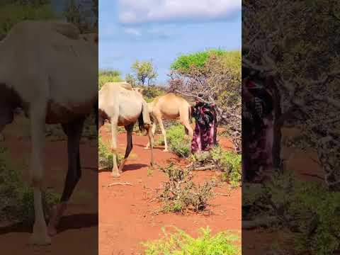 Dhaanto Cusub 7516809226203794694 Ciyaalxamar