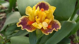 видео: За что я люблю КАРЛИКОВЫЕ ИРИСЫ ❤️ картинка: За что я люблю КАРЛИКОВЫЕ ИРИСЫ ❤️