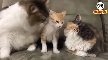 Những khoảng khắc đáng yêu và hài hước của thú cưng - P31