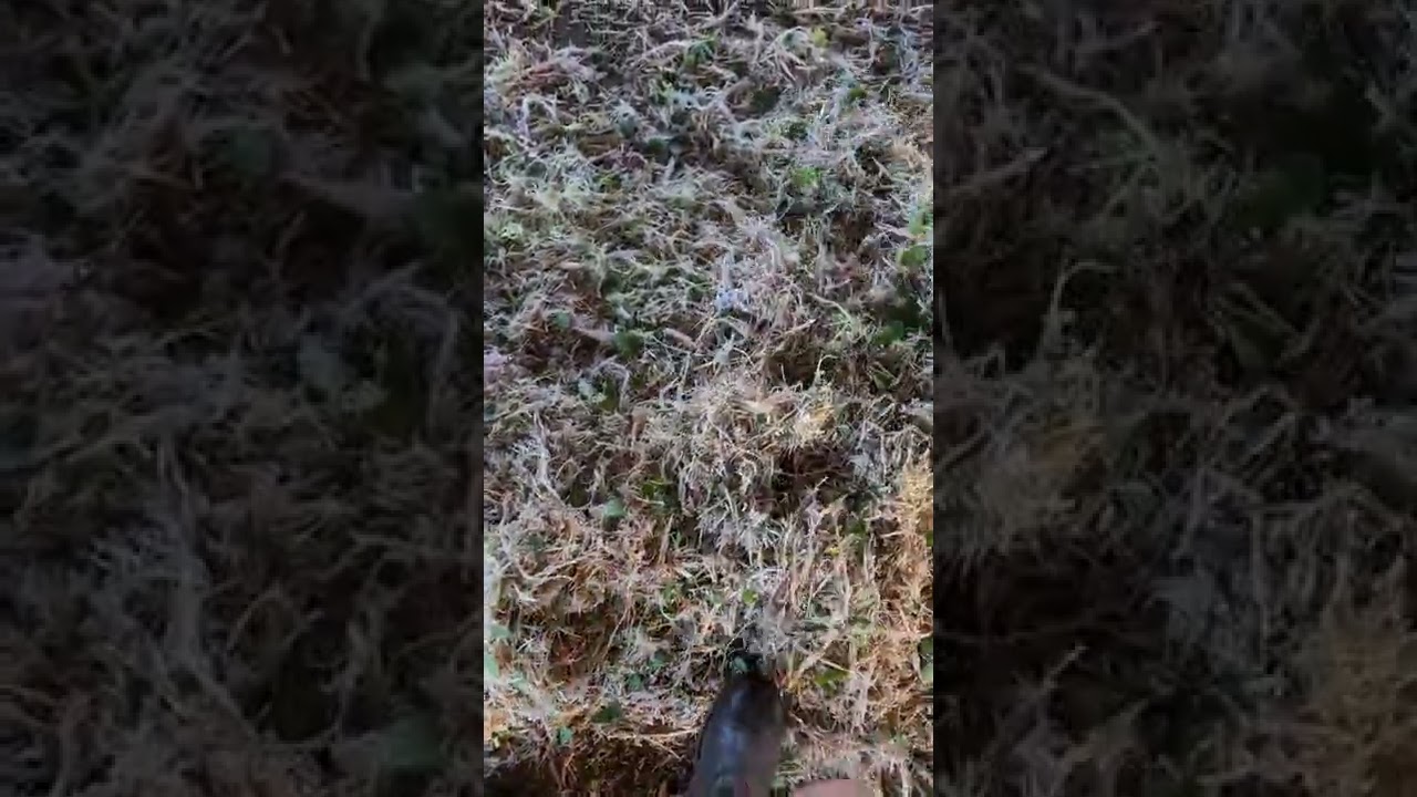 Shredded Mopanie branch fodder - Piet Warren