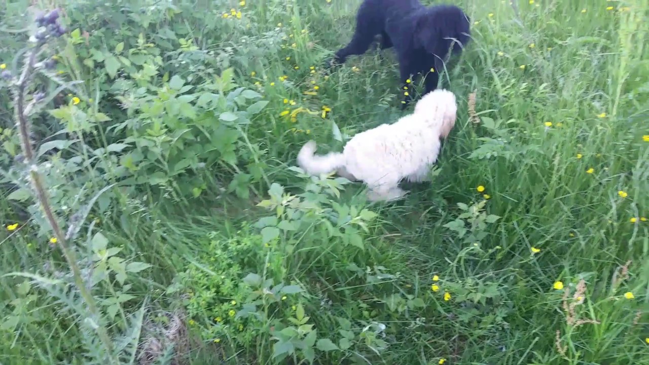 Summer in Austmarka at Atelier Austmarka