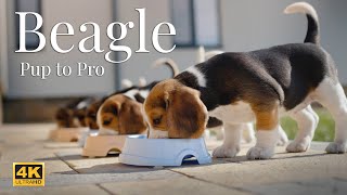 Beagle stories - from puppy to active dog by Happy Pets Space 16,358 views 4 months ago 30 minutes